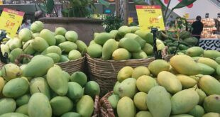 Specialty Mekong Delta mango prices halved