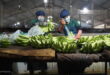 Vietnam reaps over $10M from banana exports to Japan, South Korea