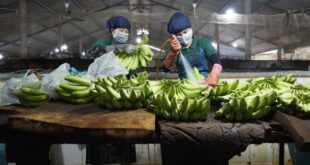 Vietnam reaps over $10 million from banana exports to Japan, South Korea