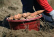 Vietnam ready to export first batch of sweet potatoes to China