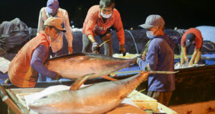 Tuna exports to UK triple