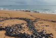 Oil spill leaves 10-km trails on central Vietnam beach