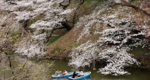 Japan's March visitors at post-Covid high, lured by cherry blossoms