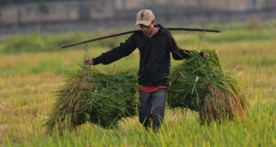 Vietnam exports 1.7 million tonnes of rice in Q1