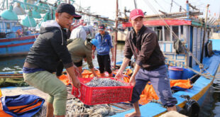 Seafood exports plummet