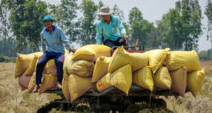 Rice export prices on the rise