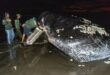 Third massive whale in a month beaches itself, dies in Bali