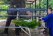 Neglected elephant boards jumbo flight home to Thailand