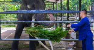 Neglected elephant boards jumbo flight home to Thailand