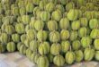 Durian prices plunge 40% in a month