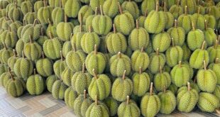 Durian prices plunge 40% in a month