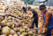 Coconut prices bounce back after sharp drop during Covid