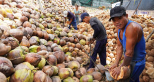 Coconut prices bounce back after sharp drop during Covid