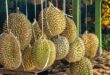 Vietnamese durian seller in Thailand faces jail term for tipping the scales