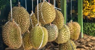Vietnamese durian seller in Thailand faces jail term for tipping the scales