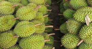 China to accept durian grown in 293 more areas in Vietnam