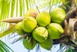 Coconut exports to be worth $1B this year