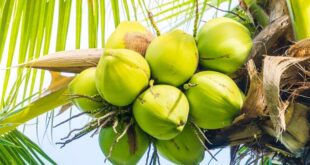 Coconut exports to be worth $1B this year