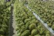 Durian exports jump 6-fold