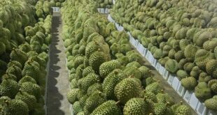 Durian exports jump 6-fold