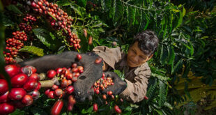 Coffee bean prices rise to record levels