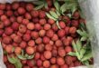 Vietnamese-grown seedless lychee exported to Japan