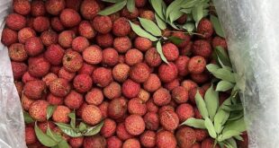 Vietnamese-grown seedless lychee exported to Japan