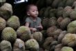 Thailand expedites durian exports to compete with Vietnam