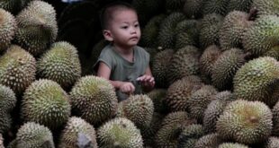 Thailand expedites durian exports to compete with Vietnam