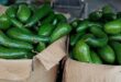 Oversupply, low demand drop avocado prices 20%
