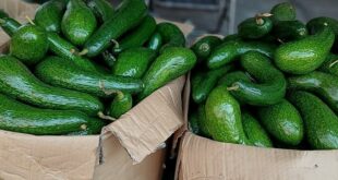 Oversupply, low demand drop avocado prices 20%