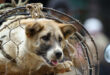 Vietnamese people turning their backs on dog meat