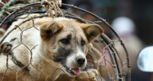 Vietnamese people turning their backs on dog meat