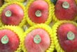 Chinese ‘fairy’ peach sells well in Vietnam despite soaring prices