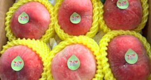 Chinese ‘fairy’ peach sells well in Vietnam despite soaring prices