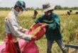 Vietnam cooperate on rice exports with Thailand and Philippines