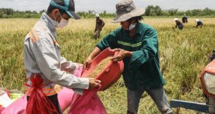 Vietnam cooperate on rice exports with Thailand and Philippines