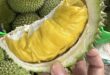 Durian exports reach $2B record