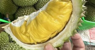 Durian exports reach $2B record