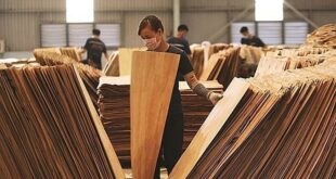 US extends duties investigation into plywood from Vietnam