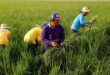 Philippines extends tariff cuts on imported rice to fight inflation
