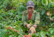 Vietnam's coffee export could reach $4B