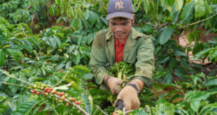 Vietnam's coffee export could reach $4B