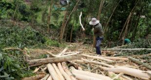 Timber exporters face sharp decline in orders