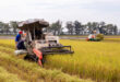 Rice export prices soar to new record
