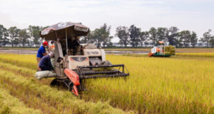 Rice export prices soar to new record