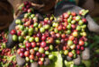 Vietnam earns over $2B from coffee exports