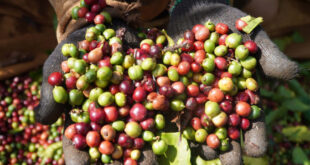 Vietnam earns over $2B from coffee exports