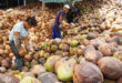 Vietnam eyes sustainable development for coconut industry