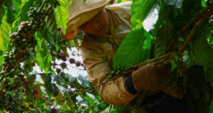 Coffee exports hoped to set new record